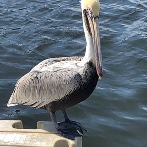 Meet your Posher, Alana